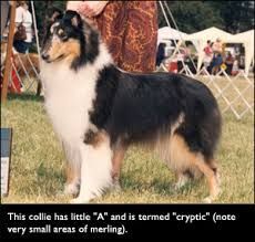 Kennel Club bans Merle colour