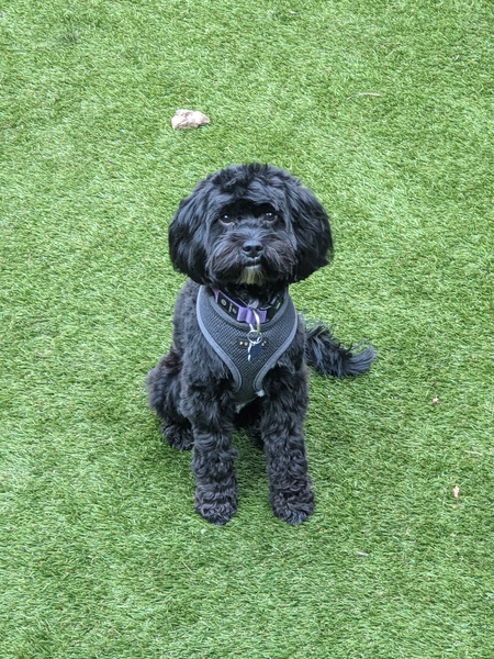 Another breed help question, sorry!