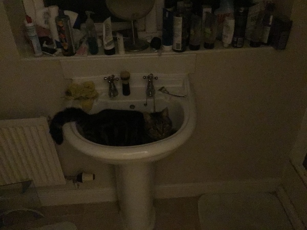 If my cat had AIBU...