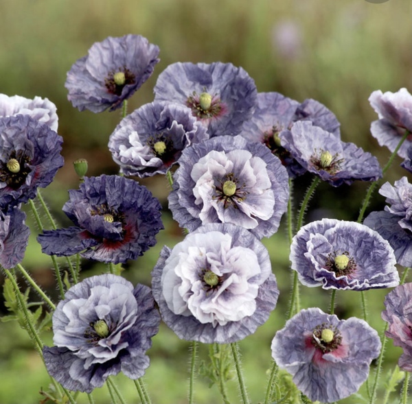 Poppy seeds