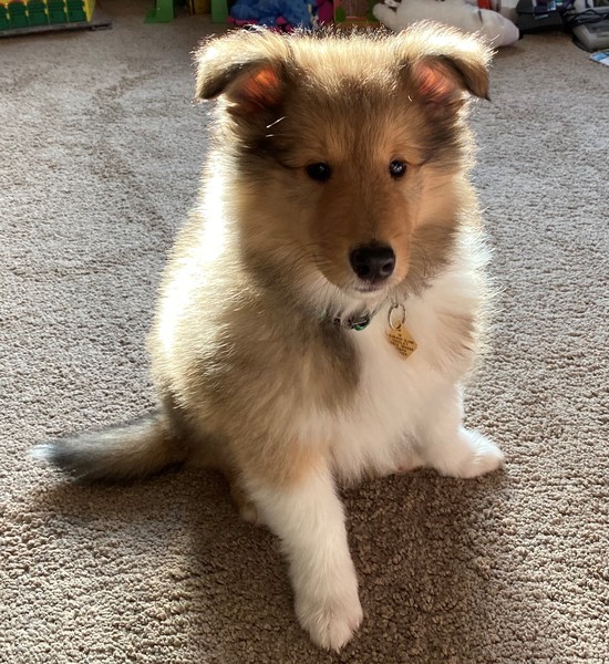 Let's see your collie puppies!