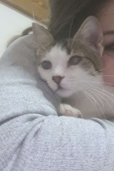 Anyone have experience with visually impaired/blind cats?