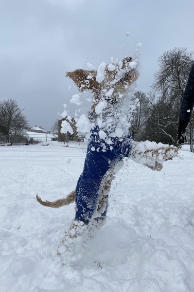 Your dogs in the snow