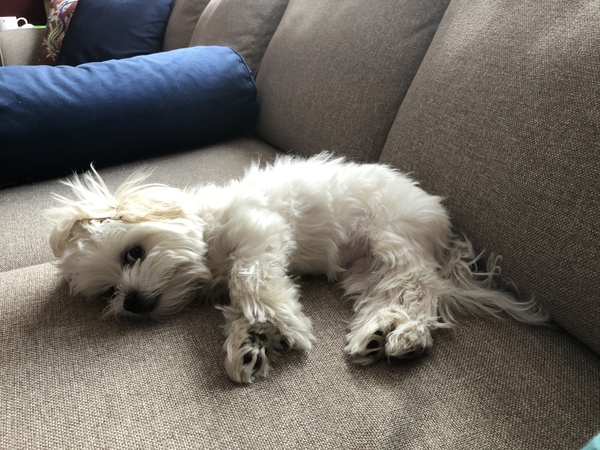 My dog is super cute and I think everyone deserves to appreciate her cuteness!
