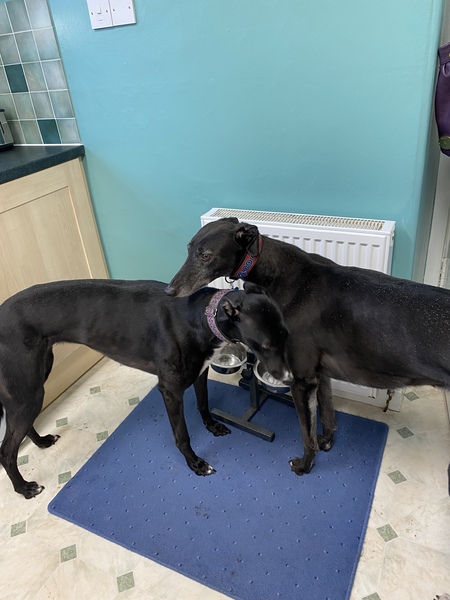 Any greyhound owners here?