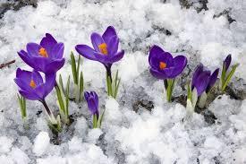 Good News part 11 - Picnics galore as we head into spring