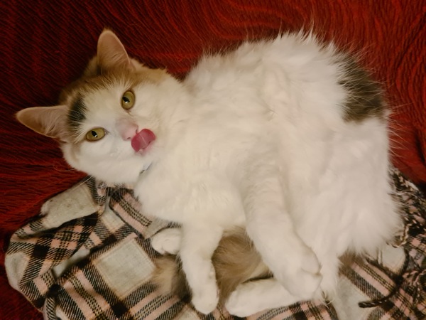 Gratuitous cat pictures please