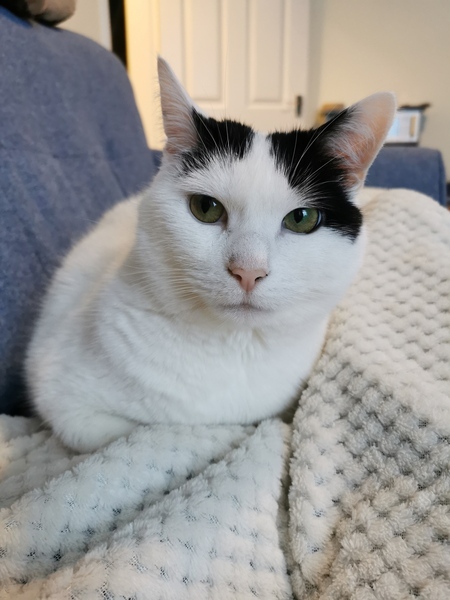 Show me your rescue cat, pleeease!