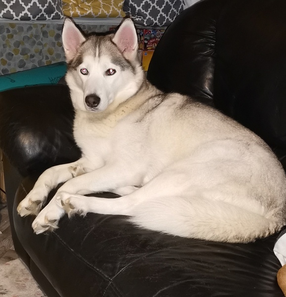 Let’s have a pet picture thread