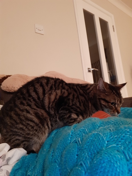 What's your DCat up to today? (Thread 8)