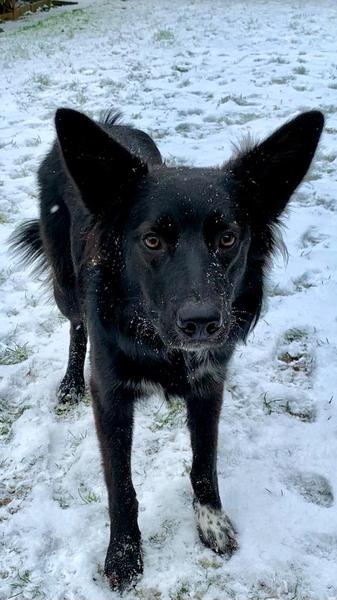 Atypical collie