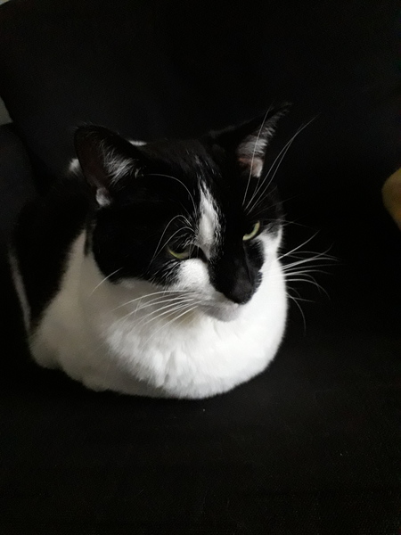 Show me your rescue cat, pleeease!