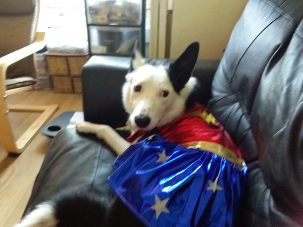 My dog is super cute and I think everyone deserves to appreciate her cuteness!