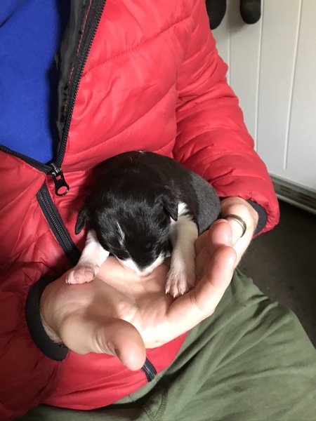 Let's see your collie puppies!