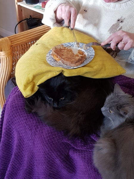What's your DCat up to today? (Thread 8)