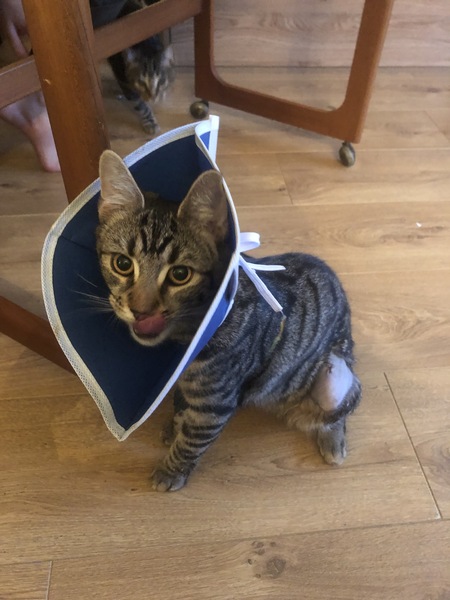 Kitten poorly after spay