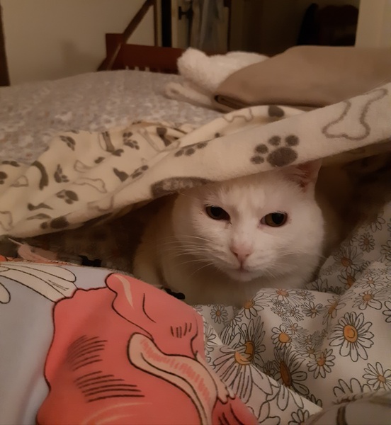 What's your DCat up to today? (Thread 8)
