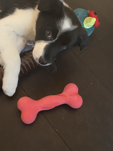 Puppy Survival Thread - January - February