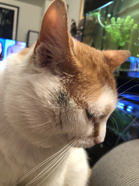 I’m finally going to get a cat!