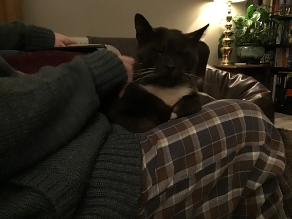 I’m finally going to get a cat!