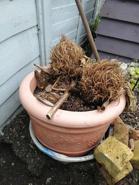 Any gunnera owners?