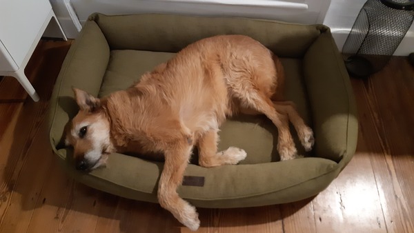 Day in a  life of your dog?