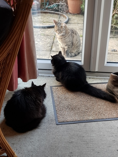 Thug cat part 3.  Unbidden guests are often welcomest when they are gone.