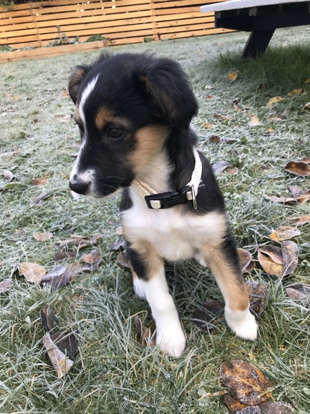 Let's see your collie puppies!