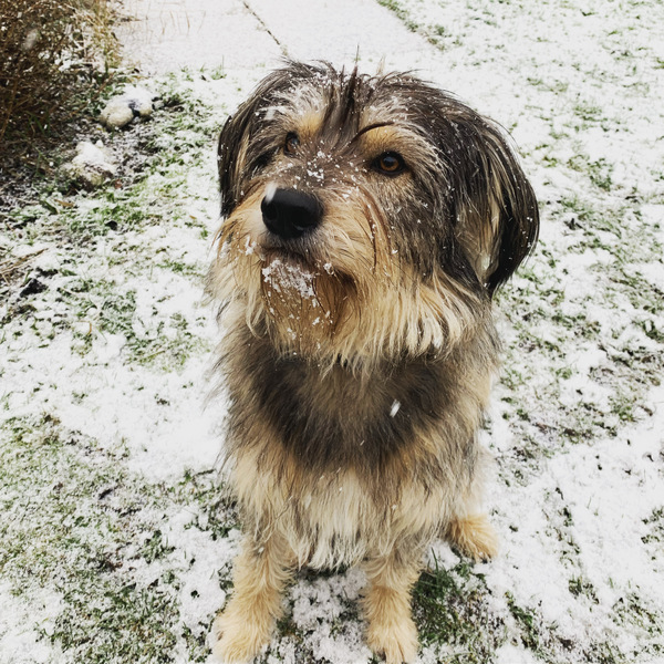 Your dogs in the snow