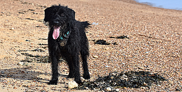 Best dog names you've ever come across