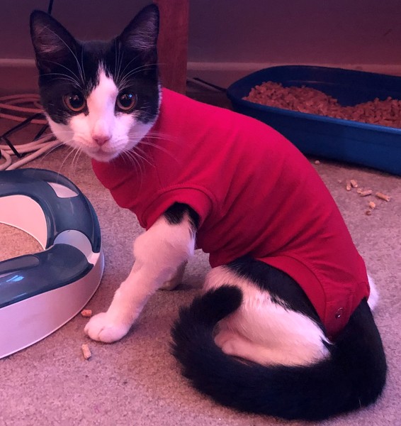 To have just bought a cat jumper. For my cat.