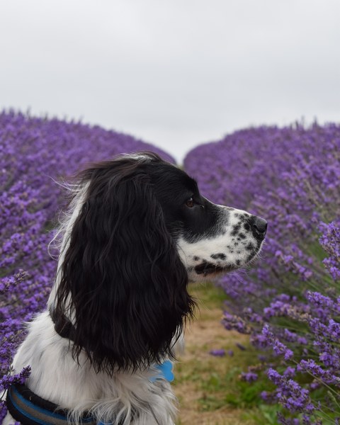 Week 3 - Jan '21 Low Carb Bootcamp - time for Light?