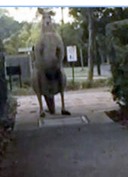I’m just going to put it out there, kangaroos scare the crap out of me