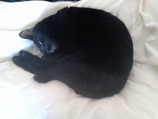 Show me your rescue cat, pleeease!