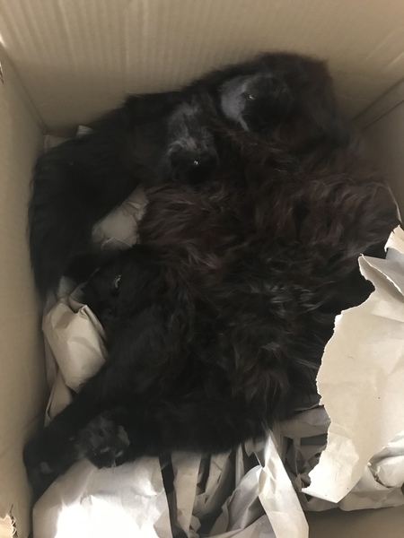 Cat chat thread we've lost count