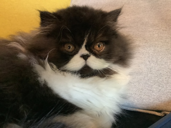 I’m finally going to get a cat!