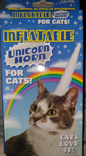 To have just bought a cat jumper. For my cat.