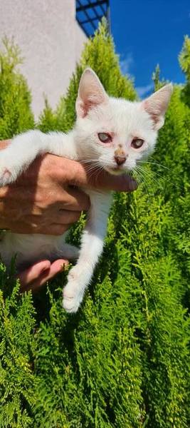 Anyone have experience with visually impaired/blind cats?