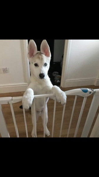 Puppy Survival Thread - January - February