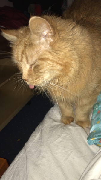 Cat chat thread we've lost count