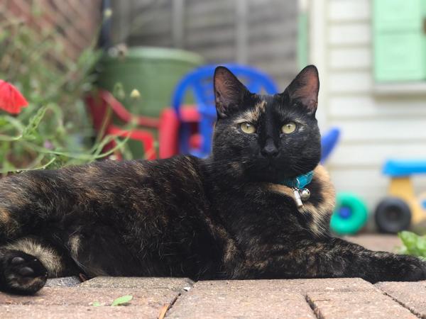 Show me your rescue cat, pleeease!
