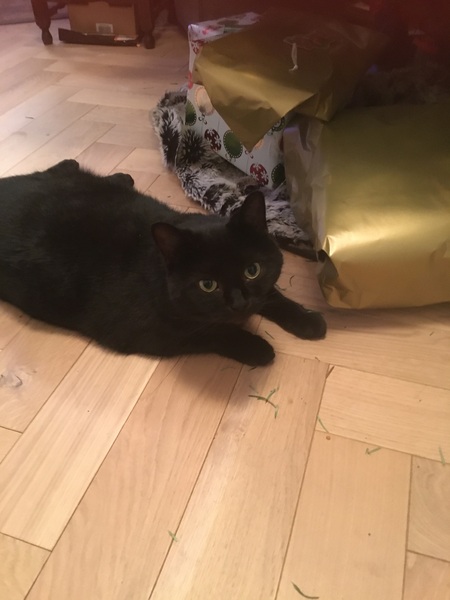I’m finally going to get a cat!
