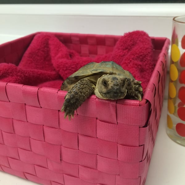 Tortoises 🐢