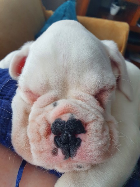 Puppy Survival Thread - January - February