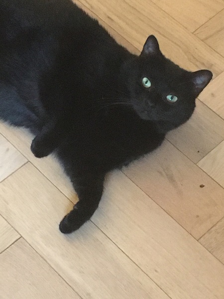 Show me your rescue cat, pleeease!