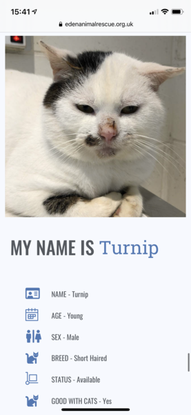 I’m finally going to get a cat!