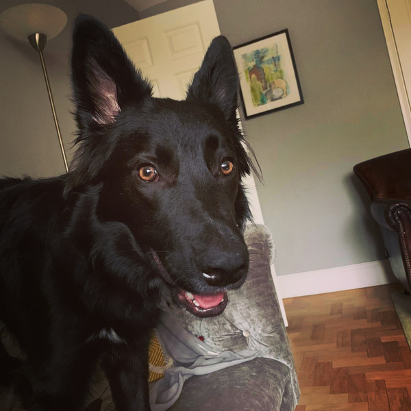 Please tell me good things about collies!