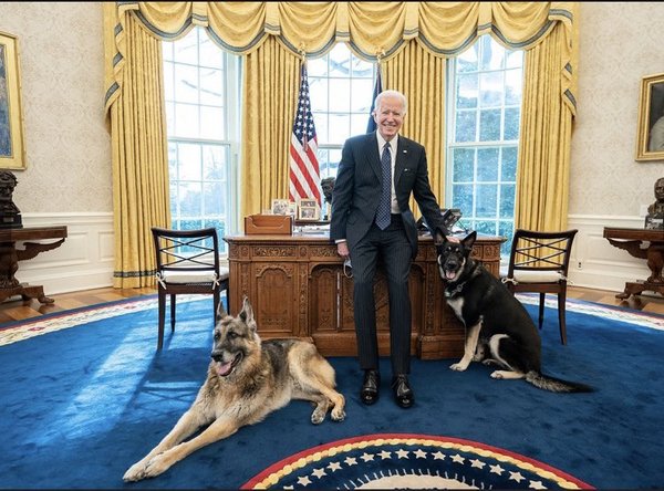 Biden's not a dog's dinner: Champ, Major (and Snowflake) know a President when they sniff one (Trump thread #126)