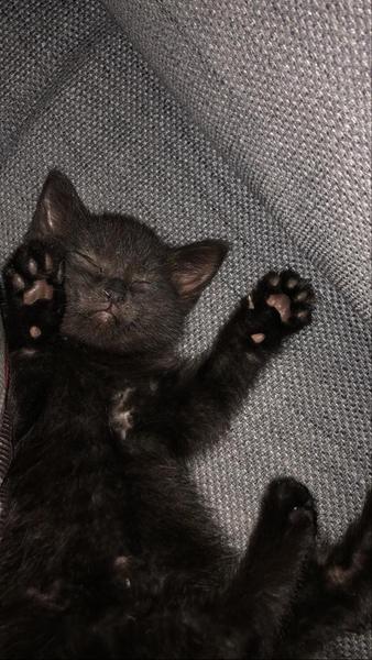 Kittens? What's the reality?