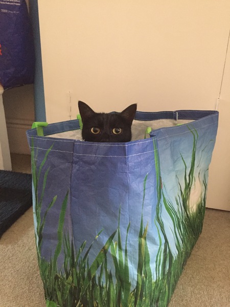 Week 3 - Jan '21 Low Carb Bootcamp - time for Light?